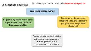 Le sequenze ripetitive
Circa ¾ del genoma è costituito da sequenze intergeniche
SEQUENZE INTERGENICHE
Sequenze ripetitive molto corte
disposte in tandem chiamate
DNA microsatellite
Sequenze moderatamente
ripetitive - possono codificare
per gli istoni e per gli RNA
ribosomiali
Sequenze altamente ripetitive
più lunghe e sono sparse in
tutto il genoma di cui
rappresentano circa il 40%
 
