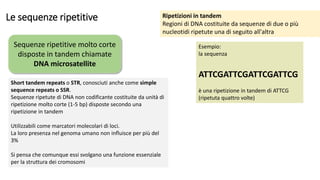 Le sequenze ripetitive
Sequenze ripetitive molto corte
disposte in tandem chiamate
DNA microsatellite
Short tandem repeats o STR, conosciuti anche come simple
sequence repeats o SSR.
Sequenze ripetute di DNA non codificante costituite da unità di
ripetizione molto corte (1-5 bp) disposte secondo una
ripetizione in tandem
Utilizzabili come marcatori molecolari di loci.
La loro presenza nel genoma umano non influisce per più del
3%
Si pensa che comunque essi svolgano una funzione essenziale
per la struttura dei cromosomi
Ripetizioni in tandem
Regioni di DNA costituite da sequenze di due o più
nucleotidi ripetute una di seguito all'altra
Esempio:
la sequenza
ATTCGATTCGATTCGATTCG
è una ripetizione in tandem di ATTCG
(ripetuta quattro volte)
 