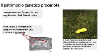 Il patrimonio genetico procariote
Unico cromosoma formato da una
singola molecola di DNA circolare
In E. coli il cromosoma contiene ca. 5
milioni di pb, ha una lunghezza di ca. 1 mm.
La lunghezza del batterio è poco meno di 2
micrometri, ovvero circa 1/500 della
lunghezza del cromosoma
Nella cellula il cromosoma è
compattato all’interno di una
struttura, il nucleoide
 