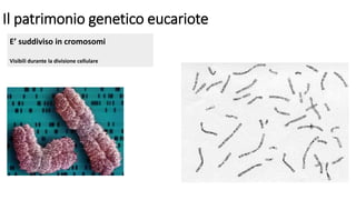 Il patrimonio genetico eucariote
E’ suddiviso in cromosomi
Visibili durante la divisione cellulare
 