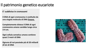 Il patrimonio genetico eucariote
E’ suddiviso in cromosomi
Il DNA di ogni cromosoma è costituito da
una singola molecola di DNA lineare.
Completamente disteso il DNA di ogni
cromosoma umano sarebbe lungo circa
3-4 cm.
Ogni cellula somatica umana contiene
quasi 2 metri di DNA
Ognuno di noi possiede più di 20 miliardi
di km di DNA
 