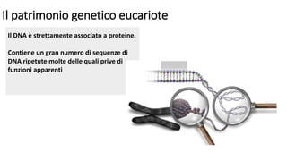 Il patrimonio genetico eucariote
Il DNA è strettamente associato a proteine.
Contiene un gran numero di sequenze di
DNA ripetute molte delle quali prive di
funzioni apparenti
 