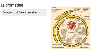 La cromatina
Complesso di DNA e proteine
 