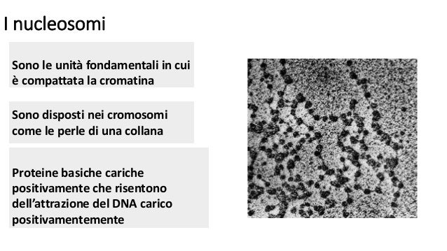 Risultati immagini per nucleosoma foto