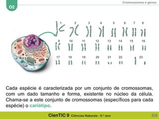 Cromossomas e genes
O2
CienTIC 9 Ciências Naturais - 9.o ano
Cada espécie é caracterizada por um conjunto de cromossomas,
com um dado tamanho e forma, existente no núcleo da célula.
Chama-se a este conjunto de cromossomas (específicos para cada
espécie) o cariótipo.
1 2 3 4 5 6 7 8
9 10 11 12 13 14 15 16
17 18 19 20 21 22 23
5/9
 