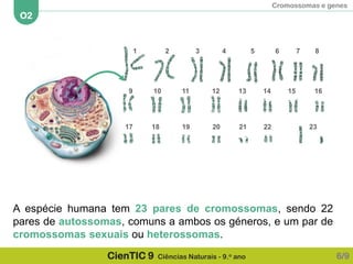 Cromossomas e genes
O2
CienTIC 9 Ciências Naturais - 9.o ano
A espécie humana tem 23 pares de cromossomas, sendo 22
pares de autossomas, comuns a ambos os géneros, e um par de
cromossomas sexuais ou heterossomas.
6/9
1 2 3 4 5 6 7 8
9 10 11 12 13 14 15 16
17 18 19 20 21 22 23
 