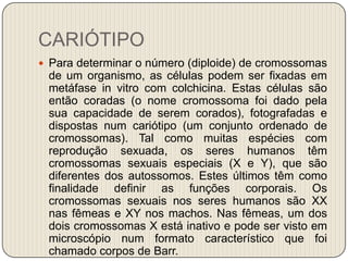 CARIÓTIPOPara determinar o número (diploide) de cromossomas de um organismo, as células podem ser fixadas em metáfase in vitro com colchicina. Estas células são então coradas (o nome cromossoma foi dado pela sua capacidade de serem corados), fotografadas e dispostas num cariótipo (um conjunto ordenado de cromossomas). Tal como muitas espécies com reprodução sexuada, os seres humanos têm cromossomas sexuais especiais (X e Y), que são diferentes dos autossomos. Estes últimos têm como finalidade definir as funções corporais. Os cromossomas sexuais nos seres humanos são XX nas fêmeas e XY nos machos. Nas fêmeas, um dos dois cromossomas X está inativo e pode ser visto em microscópio num formato característico que foi chamado corpos de Barr.
