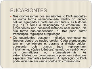 EUCARIONTESNos cromossomas dos eucariontes, o DNA encontra-se numa forma semi-ordenada dentro do núcleo celular, agregado a proteínas estruturais, as histonas (Fig. 1), e toma a designação de cromatina. Os procariontes não possuem histonas nem núcleo. Na sua forma não-condensada, o DNA pode sofrer transcrição, regulação e replicação.Os eucariontes possuem múltiplos cromossomos lineares dentro do núcleo celular. Cada cromossomo tem um centrômero e, durante a divisão celular, apresenta dois braços (que representam, inicialmente, cópias idênticas) saindo do centrômero, os cromatídeos ou cromátides-irmãs. As extremidades dos cromossomos possuem estruturas especiais chamadas telómeros. A replicação do DNA pode iniciar-se em vários pontos do cromossomo.
