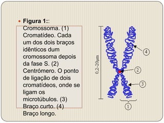 Figura 1:: Cromossoma. (1) Cromatídeo. Cada um dos dois braços idênticos dum cromossoma depois da fase S. (2) Centrómero. O ponto de ligação de dois cromatídeos, onde se ligam os microtúbulos. (3) Braço curto. (4) Braço longo.