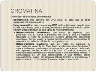 CROMATINAConhecem-se dois tipos de cromatina:Eucromatina, que consiste em DNA ativo, ou seja, que se pode expressar como proteínas, eHeterocromatina, que consiste em DNA inativo devido ao fato de estar condensada e que parece ter funções estruturais durante o ciclo celular. Podem ainda distinguir-se dois tipos de heterocromatina: Heterocromatina constitutiva, que nunca se expressa como proteínas, isto é, nunca é transcrita em RNA e que se encontra localizada à volta do centrômero (contém geralmente sequências repetitivas). Sendo, então, a porção permanentemente condensada da cromatina em todas as células de um organismo; eHeterocromatina facultativa, que, por vezes, se expressa, ou seja, pode ser transcrita em RNA. Logo, a heterocromatina facultativa é a parte da heterocromatina que, num organismo, pode estar condensada em algumas células e em outras não. O melhor exemplo de heterocromática facultativa é o cromossomo X dos mamíferos fêmeas. A condensação de um dos cromossomos X das fêmeas ocorre aleatoriamente. Assim, em algumas células teremos o cromossomo X paterno ativo e o cromossomo X materno inativo e vice-versa.