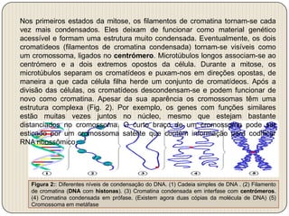 Nos primeiros estados da mitose, os filamentos de cromatina tornam-se cada vez mais condensados. Eles deixam de funcionar como material genético acessível e formam uma estrutura muito condensada. Eventualmente, os dois cromatídeos (filamentos de cromatina condensada) tornam-se visíveis como um cromossoma, ligados no centrómero. Microtúbulos longos associam-se ao centrómero e a dois extremos opostos da célula. Durante a mitose, os microtúbulos separam os cromatídeos e puxam-nos em direções opostas, de maneira a que cada célula filha herde um conjunto de cromatídeos. Após a divisão das células, os cromatídeos descondensam-se e podem funcionar de novo como cromatina. Apesar da sua aparência os cromossomas têm uma estrutura complexa (Fig. 2). Por exemplo, os genes com funções similares estão muitas vezes juntos no núcleo, mesmo que estejam bastante distanciados no cromossoma. O curto braço de um cromossoma pode ser esticado por um cromossoma satélite que contém informação para codificar RNA ribossômico.Figura 2:: Diferentes níveis de condensação do DNA. (1) Cadeia simples de DNA . (2) Filamento de cromatina (DNA com histonas). (3) Cromatina condensada em interfase com centrómeros. (4) Cromatina condensada em prófase. (Existem agora duas cópias da molécula de DNA) (5) Cromossoma em metáfase