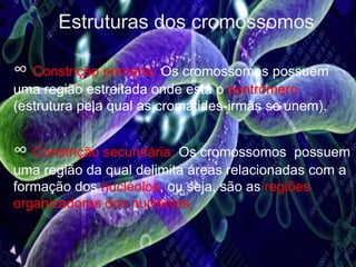 Estruturas dos cromossomos
∞ Constrição primária: Os cromossomos possuem
uma região estreitada onde está o centrômero
(estrutura pela qual as cromátides-irmãs se unem).
∞ Constrição secundária: Os cromossomos possuem
uma região da qual delimita áreas relacionadas com a
formação dos nucléolos, ou seja, são as regiões
organizadoras dos nucléolos.
 