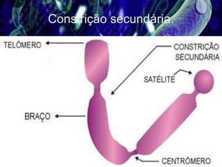 Constrição secundária.
 