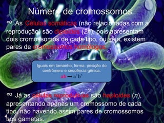 Número de cromossomos
∞ As Células somáticas (não relacionadas com a
reprodução) são diploides (2n), pois apresentam
dois cromossomos de cada tipo, ou seja, existem
pares de cromossomos homólogos.
∞ Já as células reprodutivas são haploides (n),
apresentando apenas um cromossomo de cada
tipo, não havendo assim pares de cromossomos
nos gametas.
Iguais em tamanho, forma, posição do
centrômero e sequência gênica.
ab a’b’
 