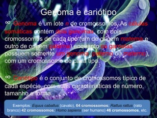 Genoma e cariótipo
∞ Genoma é um lote n de cromossomos. As células
somáticas contém dois genomas, com dois
cromossomos de cada tipo (um de origem materna e
outro de origem paterna),enquanto os gametas
possuem somente um genoma,(paterno ou materno),
com um cromossomo de cada tipo.
∞ Cariótipo é o conjunto de cromossomos típico de
cada espécie, com suas características de número,
tamanho e forma.
Exemplos: Equus caballus (cavalo), 64 cromossomos; Rattus rattus (rato
branco) 42 cromossomos; Homo sapiens (ser humano) 46 cromossomos, etc.
 
