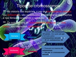 Tipos de cromossomos
∞ Na maioria das espécies, o par de cromossomos sexuais
(ou alossomos), são constituídos diferentemente nos machos
e nas fêmeas, recebendo o nome de x e y.
∞ Os outros pares de cromossomos idênticos nos dois
sexos, são chamados autossomos.
Homens
Mulheres
∞ Possuem 46 cromossomos
(23 pares), dos quais um par
é formado pelos
cromossomos sexuais X e Y.
∞ 44 são autossomos (22
pares).
∞ Possuem os mesmos 44
autossomos.
∞ Um par de cromossomos
sexuais X.
 