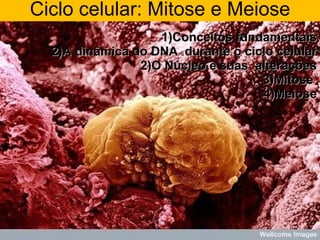 1)Conceitos fundamentais 2)A dinâmica do DNA  durante o ciclo celular 2)O Núcleo e suas  alterações 3)Mitose  4)Meiose Ciclo celular: Mitose e Meiose 
