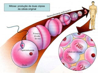 Mitose: produção de duas cópias
da célula original
 
