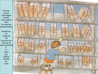 Cromos-
somos
Homólogos
Contêm
Informações
Para
As mesmas
Características
Herdamos
Um
Conjunto
De
cromosomos
Através do
Espermatozóide
E
O
Outro,
que
Estava
Contido
No
óvulo
 