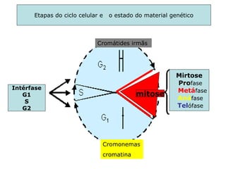 Etapas do ciclo celular e o estado do material genético
Cromonemas
cromatina
Cromátides irmãs
Mirtose
Profase
Metáfase
Anáfase
Telófase
Intérfase
G1
S
G2
mitose
 
