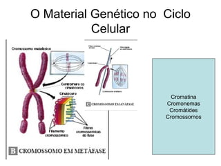 O Material Genético no Ciclo
Celular
Cromatina
Cromonemas
Cromátides
Cromossomos
 