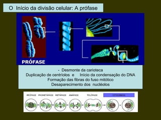 - Desmonte da carioteca
Duplicação de centríolos e Início da condensação do DNA
Formação das fibras do fuso mitótico
Desaparecimento dos nucléolos
O Início da divisão celular: A prófase
 
