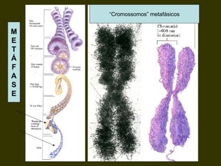 “Cromossomos” metafásicos
M
E
T
Á
F
A
S
E
 