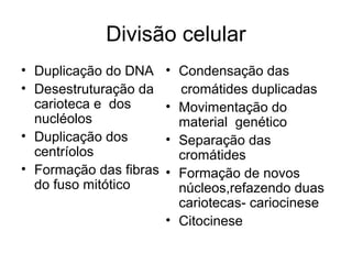 Divisão celular
• Duplicação do DNA
• Desestruturação da
carioteca e dos
nucléolos
• Duplicação dos
centríolos
• Formação das fibras
do fuso mitótico
• Condensação das
cromátides duplicadas
• Movimentação do
material genético
• Separação das
cromátides
• Formação de novos
núcleos,refazendo duas
cariotecas- cariocinese
• Citocinese
 