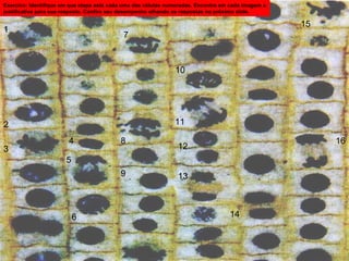 1
10
139
8
7
6
5
4
3
2
14
11
16
15
12
Exercíco: Identifique em que etapa está cada uma das células numeradas. Encontre em cada imagem a
justificativa para sua resposta. Confira seu desempenho olhando as respostas no prõximo slide.
 