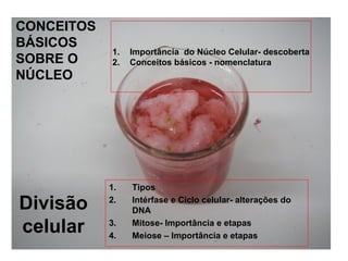 Divisão
celular
1. Tipos
2. Intérfase e Ciclo celular- alterações do
DNA
3. Mitose- Importância e etapas
4. Meiose – Importância e etapas
CONCEITOS
BÁSICOS
SOBRE O
NÚCLEO
1. Importância do Núcleo Celular- descoberta
2. Conceitos básicos - nomenclatura
 