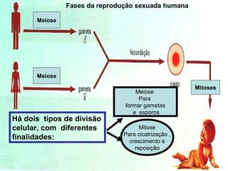 Fases da reprodução sexuada humana
Há dois tipos de divisão
celular, com diferentes
finalidades:
Meiose
Para
formar gametas
e esporos
Mitose
Para cicatrização ,
crescimento e
reposição
Meiose
Meiose
Mitoses
 