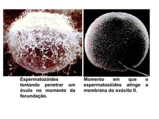 Espermatozóides
tentando penetrar um
óvulo no momento da
fecundação.
Momento em que o
espermatozóides atinge a
membrana do ovócito II.
 