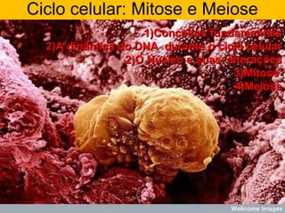 1)Conceitos fundamentais1)Conceitos fundamentais
2)A dinâmica do DNA durante o ciclo celular2)A dinâmica do DNA durante o ciclo celular
2)O Núcleo e suas alterações2)O Núcleo e suas alterações
3)Mitose3)Mitose
4)Meiose4)Meiose
Ciclo celular: Mitose e Meiose
 