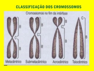 CLASSIFICAÇÃO DOS CROMOSSOMOS
 