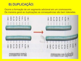 B) DUPLICAÇÃO:
Ocorre a formação de um segmento adicional em um cromossomo.
De maneira geral as duplicações as consequências são bem toleradas.
 