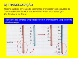 D) TRANSLOCAÇÃO
Ocorre quebras envolvendo segmentos cromossômicos seguidas de
trocas de blocos inteiros entre cromossomos não-homólogos.
Ex: Síndrome de Down
Translocação simples um pedação de um cromossomo vai para outro
não homólogo.
 