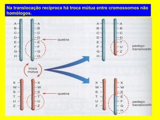 Na translocação recíproca há troca mútua entre cromossomos não
homólogos.
 