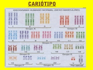 CARIÓTIPO
 