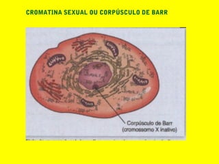 CROMATINA SEXUAL OU CORPÚSCULO DE BARR
 