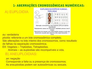1- ABERRAÇÕES CROMOSSÔMICAS NUMÉRICAS:
A) EUPLOIDIA
eu: verdadeira
ploidia: referente a um lote cromossômico completo.
São alterações no lote interiro dos cromossomos, como resultado
de falhas na separação cromossômica.
EX: Vegetais – Triploidias, Tetraploidias.
Animais – as euploidias são incompatíveis a vida.
B) ANEUPLOIDIAS:
an: negação
Corresponde a falta ou a presença de cromossomos.
As aneuploidias podem ser autossômicas ou sexuais.
 