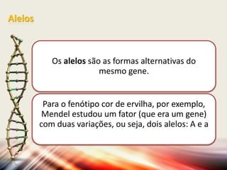 Alelos

Os alelos são as formas alternativas do
mesmo gene.

Para o fenótipo cor de ervilha, por exemplo,
Mendel estudou um fator (que era um gene)
com duas variações, ou seja, dois alelos: A e a

 