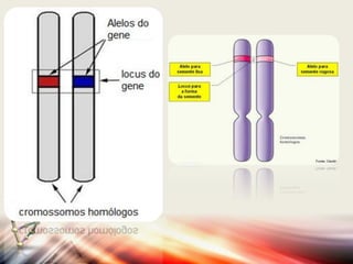 Cromossomos, genes e alelos