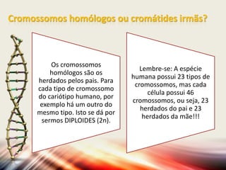 Cromossomos homólogos ou cromátides irmãs?

Os cromossomos
homólogos são os
herdados pelos pais. Para
cada tipo de cromossomo
do cariótipo humano, por
exemplo há um outro do
mesmo tipo. Isto se dá por
sermos DIPLOIDES (2n).

Lembre-se: A espécie
humana possui 23 tipos de
cromossomos, mas cada
célula possui 46
cromossomos, ou seja, 23
herdados do pai e 23
herdados da mãe!!!

 