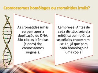 Cromossomos homólogos ou cromátides irmãs?

As cromátides irmãs
surgem após a
duplicação do DNA.
São cópias idênticas
(clones) dos
cromossomos
originais.

Lembre-se: Antes de
cada divisão, seja ela
mitótica ou meiótica
as células encontramse 4n, já que para
cada homólogo há
uma cópia!

 