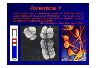 Cromossomo Y
Until recently, the Y chromosome seemed to fulfill the role of
juvenile delinquent among human chromosomes – rich in junk, poor in
useful attributes, reluctant to socialize with its neighbors and with
an inescapable tendency to degenerate...
(Mark Jobling and Chris Tyler Smith 2003)
 