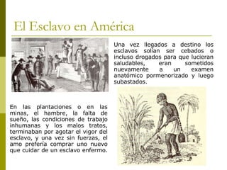 El Esclavo en América Una vez llegados a destino los esclavos solían ser cebados o incluso drogados para que lucieran saludables, eran sometidos nuevamente a un examen anatómico pormenorizado y luego subastados. En las plantaciones o en las minas, el hambre, la falta de sueño, las condiciones de trabajo inhumanas y los malos tratos, terminaban por agotar el vigor del esclavo, y una vez sin fuerzas, el amo prefería comprar uno nuevo que cuidar de un esclavo enfermo.  