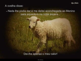 A ovelha disse: Dei-lhe apenas o meu calor! –   Nada lhe podia dar e me deitei aconchegada ao Menino para aquecê-lo na noite áspera... 