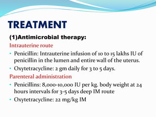 Metrite Cronic Endometritis in Cow | PPTX