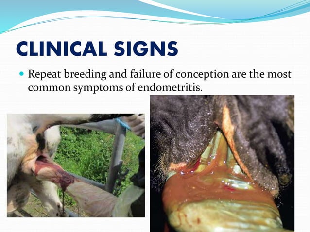 Cronic Endometritis In Cow PPT
