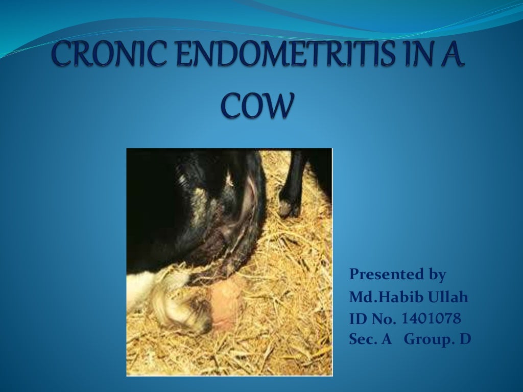 Cronic Endometritis in Cow